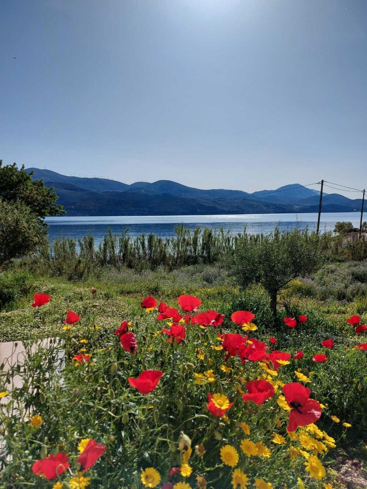 Apollonides Seafront Villa1 Aoede Ληξούρι Εξωτερικό φωτογραφία
